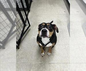 Staffordshire Bull Terrier-Unknown Mix Dogs for adoption in Fort Collins, CO, USA
