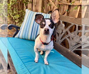 Rat-Cha Dogs for adoption in Santa Clara, CA, USA