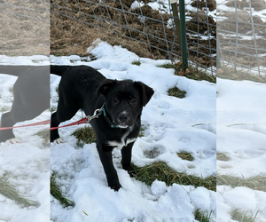 German Shepherd Dog-Unknown Mix Dogs for adoption in Hoffman Estates, IL, USA