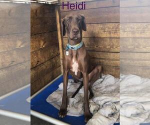 Great Dane Dogs for adoption in Palm Beach, FL, USA
