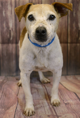 Jack Russell Terrier-Unknown Mix Dogs for adoption in Media, PA, USA