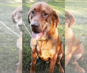 Labloodhound Dogs for adoption in Tallahassee, FL, USA