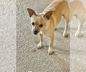 Chihuahua Dogs for adoption in Crandall, GA, USA