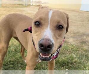Labrador Retriever-Unknown Mix Dogs for adoption in Pueblo, CO, USA