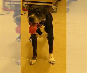 Staffordshire Bull Terrier Dogs for adoption in Sanford, FL, USA