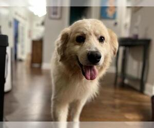Golden Pyrenees Dogs for adoption in Holly Springs, NC, USA