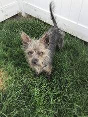 Medium Photo #1 Cairn Terrier-Unknown Mix Puppy For Sale in Millville, UT, USA