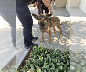 German Shepherd Dog Dogs for adoption in Stockton, CA, USA