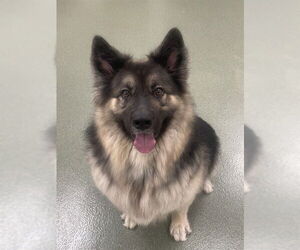 German Shepherd Dog-Huskies  Mix Dogs for adoption in Lee's Summit, MO, USA