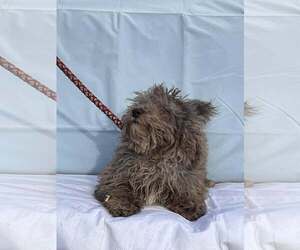 Poochon Dogs for adoption in HOPKINSVILLE/PRINCETON, KY, NH, USA