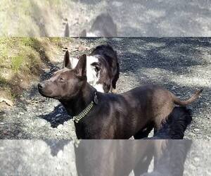 Australian Kelpie-Unknown Mix Dogs for adoption in Paso Robles, CA, USA
