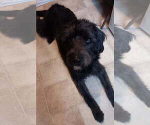 Labradoodle Dogs for adoption in Cookeville, TN, USA