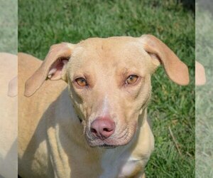 Beagle-Unknown Mix Dogs for adoption in Huntley, IL, USA