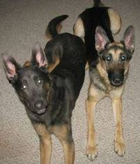 German Shepherd Dog Dogs for adoption in Williston, VT, USA