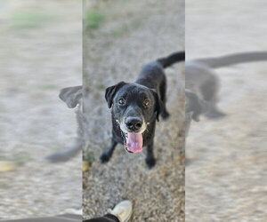 Labrador Retriever-Unknown Mix Dogs for adoption in Fort Worth, TX, USA