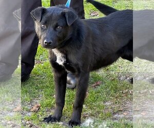 Mutt Dogs for adoption in Tarboro, NC, USA