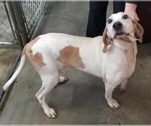 Coonhound-Unknown Mix Dogs for adoption in Jasper, IN, USA