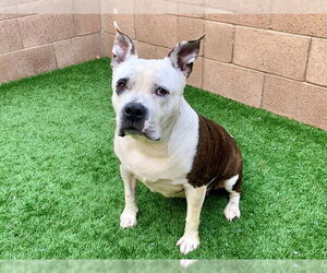 Mutt Dogs for adoption in Moreno Valley, CA, USA