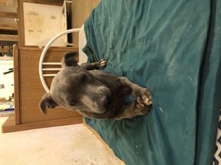 American Pit Bull Terrier Dogs for adoption in Jacksonville, AL, USA
