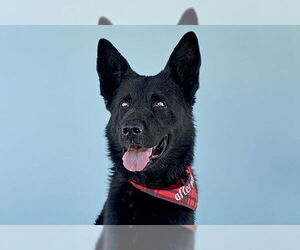 German Shepherd Dog Dogs for adoption in Pasadena, CA, USA