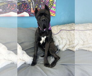 Mutt Dogs for adoption in Goodyear, AZ, USA