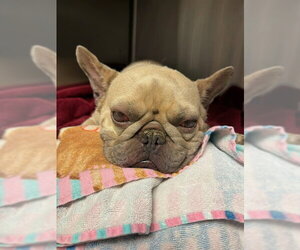 French Bulldog Dogs for adoption in Riverside, CA, USA