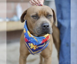 American Staffordshire Terrier-Unknown Mix Dogs for adoption in San Antonio, TX, USA