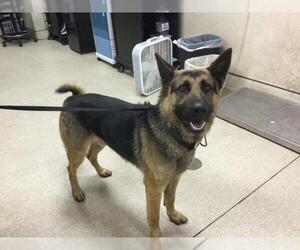 German Shepherd Dog Dogs for adoption in Riverside, CA, USA