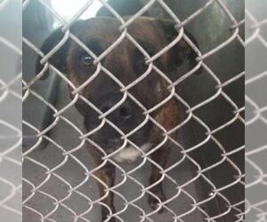 Boxer Dogs for adoption in Galax, VA, USA
