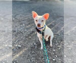 Chihuahua Dogs for adoption in Santa Barbara, CA, USA