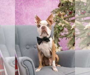 Boston Terrier Dogs for adoption in Huntington Beach, CA, USA