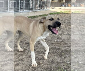 Labrador Retriever-Unknown Mix Dogs for adoption in Corning, AR, USA
