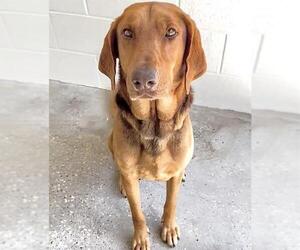 Labloodhound Dogs for adoption in Houston, TX, USA