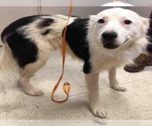 Border Collie Dogs for adoption in Lodi, CA, USA
