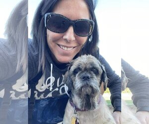 Shih Tzu Dogs for adoption in  Ramona, CA, USA