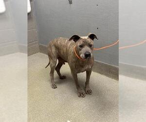 Mutt Dogs for adoption in Las Vegas, NV, USA