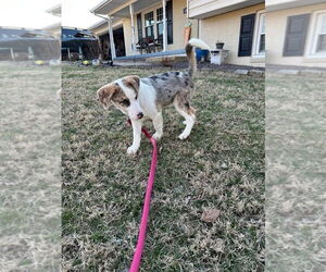 Australian Shepherd-Unknown Mix Dogs for adoption in Evansville, IN, USA