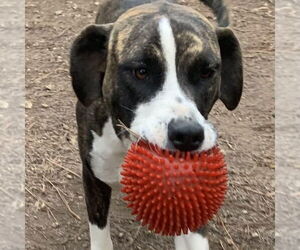 Plott Hound-Unknown Mix Dogs for adoption in Bristol, CT, USA