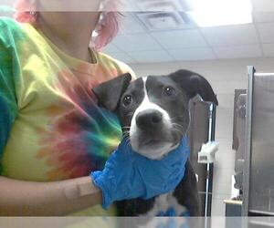 Labrador Retriever-Unknown Mix Dogs for adoption in Fayetteville, NC, USA