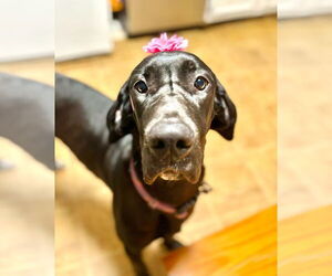 Great Dane Dogs for adoption in Bullard, TX, USA