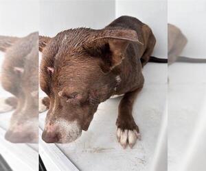 Mutt Dogs for adoption in Houston, TX, USA