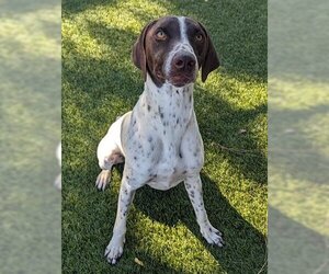 Pointer Dogs for adoption in Downey, CA, USA