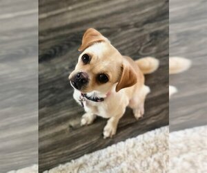 Chug Dogs for adoption in Aurora, CO, USA