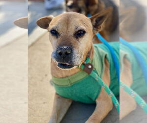 American Pit Bull Terrier-Unknown Mix Dogs for adoption in Newport Beach, CA, USA