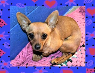 Chihuahua Dogs for adoption in San Jacinto, CA, USA