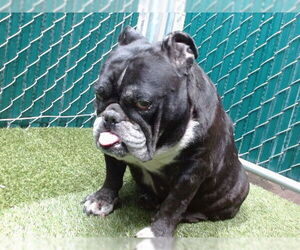 Bulldog Dogs for adoption in Downey, CA, USA
