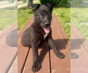 Dutch Shepherd -Labrador Retriever Mix Dogs for adoption in Lakewood, CO, USA