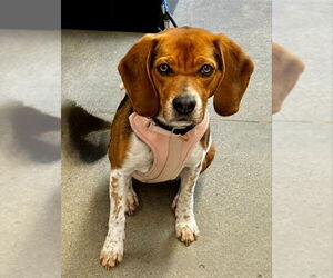 Beagle-Unknown Mix Dogs for adoption in Fairfax, VA, USA