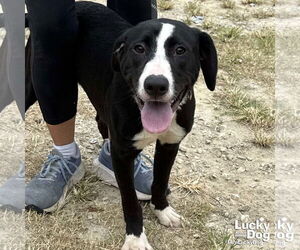 Borador Dogs for adoption in Washington, DC, USA