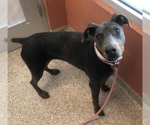 Doberman Pinscher Dogs for adoption in Pueblo, CO, USA